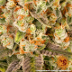 Banana Punch - BARNEY'S FARM | TanieSianie.pl