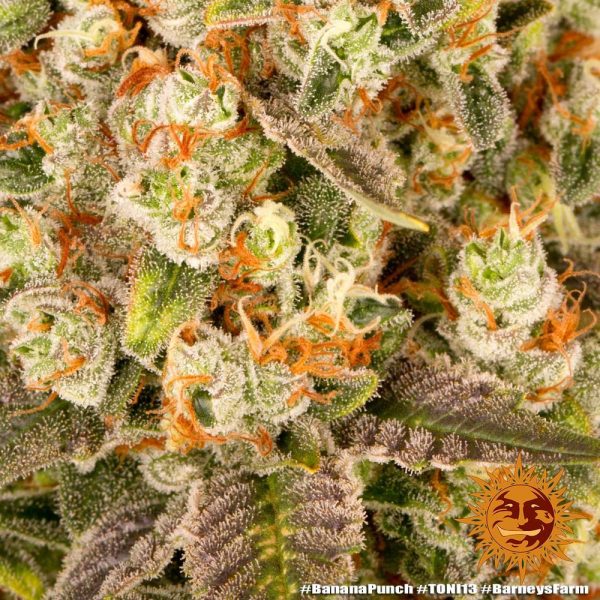 Banana Punch - BARNEY'S FARM | TanieSianie.pl