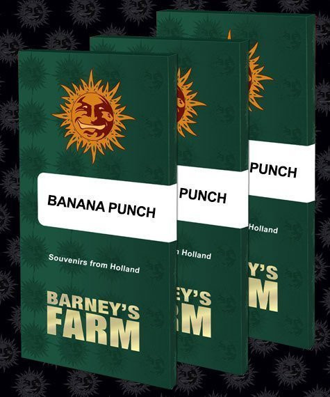 Banana Punch - BARNEY'S FARM | TanieSianie.pl