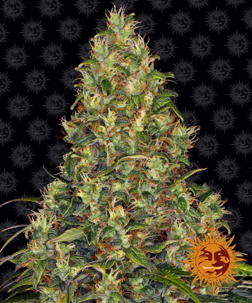 Amnesia Haze Auto - BARNEY'S FARM | TanieSianie.pl