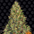 Amnesia Haze Auto - BARNEY'S FARM