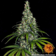 Amnesia Haze Auto - BARNEY'S FARM | TanieSianie.pl