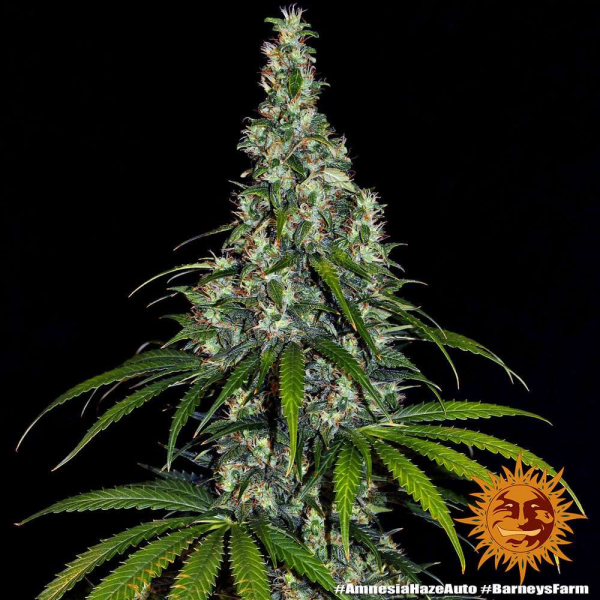 Amnesia Haze Auto - BARNEY'S FARM | TanieSianie.pl