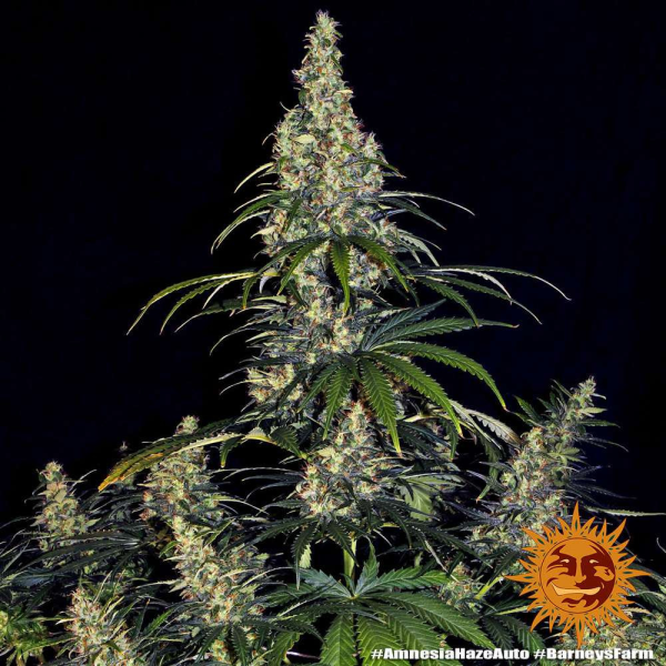 Amnesia Haze Auto - BARNEY'S FARM | TanieSianie.pl