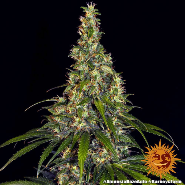 Amnesia Haze Auto - BARNEY'S FARM | TanieSianie.pl