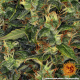 Amnesia Haze Auto - BARNEY'S FARM | TanieSianie.pl