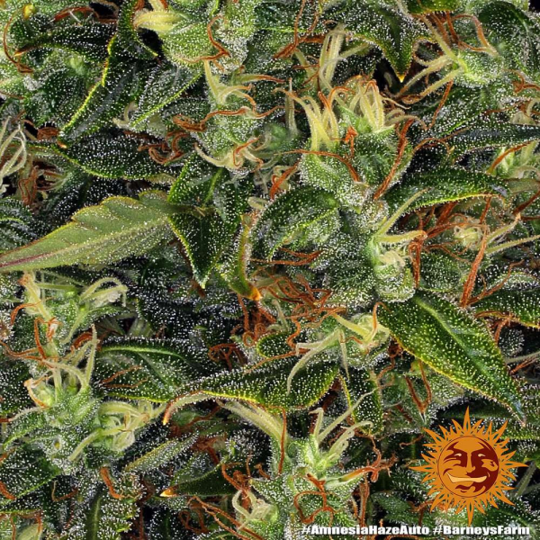 Amnesia Haze Auto - BARNEY'S FARM | TanieSianie.pl
