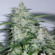 NORTHERN LIGHTS - SENSI SEEDS | TanieSianie.pl