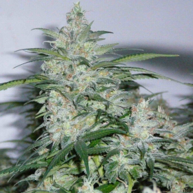 NORTHERN LIGHTS - SENSI SEEDS | TanieSianie.pl