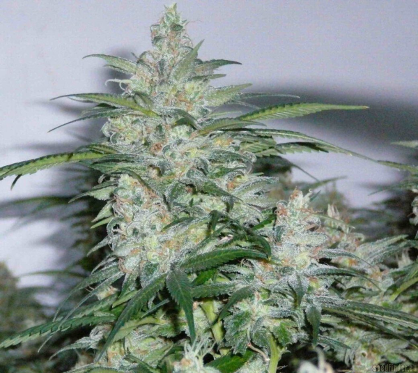 NORTHERN LIGHTS - SENSI SEEDS | TanieSianie.pl