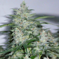 NORTHERN LIGHTS - SENSI SEEDS