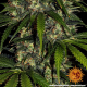 Amnesia Haze Auto - BARNEY'S FARM | TanieSianie.pl