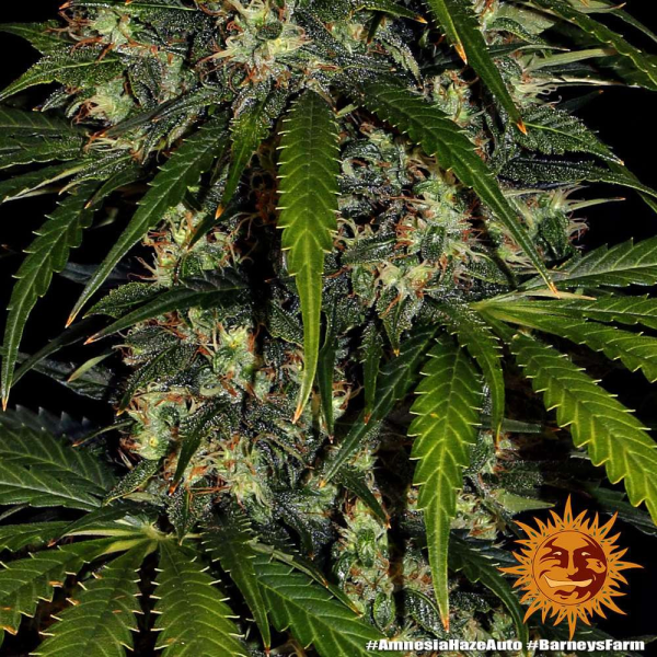Amnesia Haze Auto - BARNEY'S FARM | TanieSianie.pl