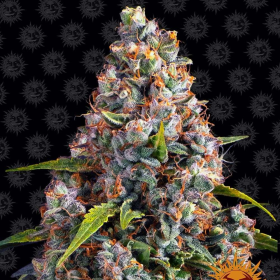 Strawberry Cheesecake Auto - BARNEY'S FARM | TanieSianie.pl