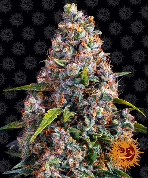 Strawberry Cheesecake Auto - BARNEY'S FARM | TanieSianie.pl