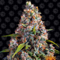 Strawberry Cheesecake Auto - BARNEY'S FARM
