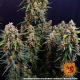 Strawberry Cheesecake Auto - BARNEY'S FARM | TanieSianie.pl