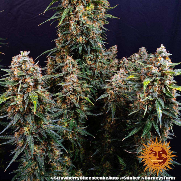 Strawberry Cheesecake Auto - BARNEY'S FARM | TanieSianie.pl