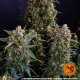 Strawberry Cheesecake Auto - BARNEY'S FARM | TanieSianie.pl
