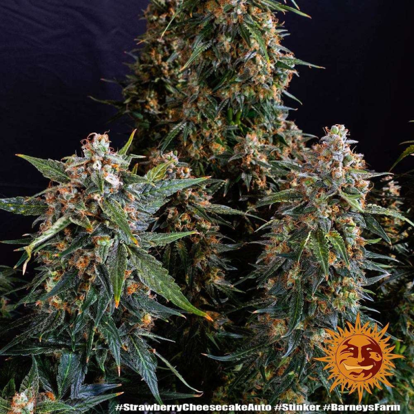 Strawberry Cheesecake Auto - BARNEY'S FARM | TanieSianie.pl