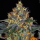 Moby Dick Auto - BARNEY'S FARM | TanieSianie.pl