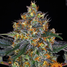 Moby Dick Auto - BARNEY'S FARM | TanieSianie.pl