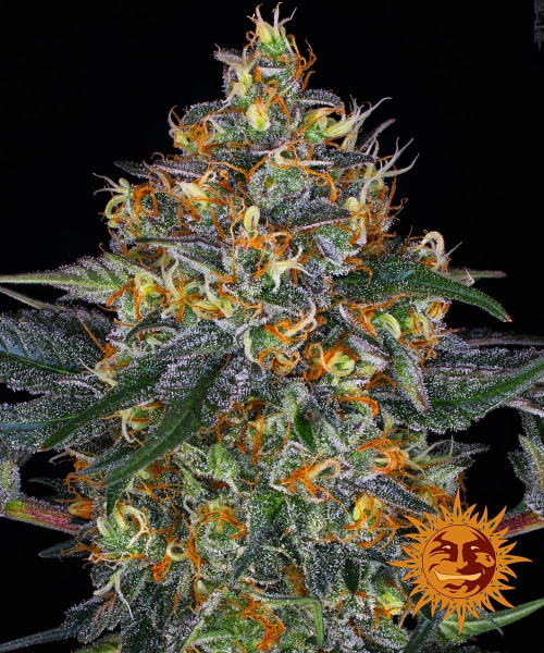 Moby Dick Auto - BARNEY'S FARM | TanieSianie.pl