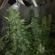 NORTHERN LIGHTS #5 X HAZE - SENSI SEEDS | TanieSianie.pl