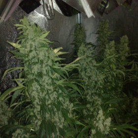 NORTHERN LIGHTS #5 X HAZE - SENSI SEEDS | TanieSianie.pl