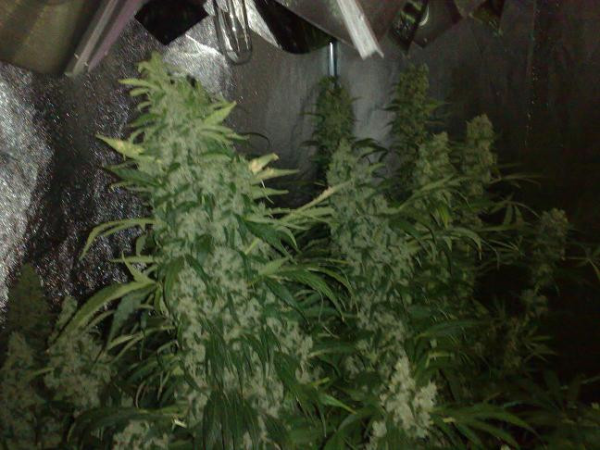 NORTHERN LIGHTS #5 X HAZE - SENSI SEEDS | TanieSianie.pl