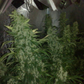 NORTHERN LIGHTS #5 X HAZE - SENSI SEEDS