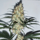 Grape Amnesia - FEMALE SEEDS | TanieSianie.pl