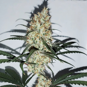 Grape Amnesia - FEMALE SEEDS | TanieSianie.pl