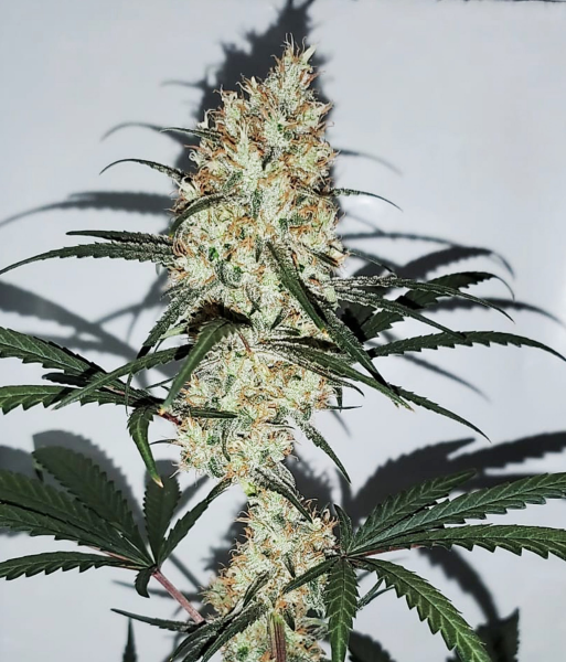 Grape Amnesia - FEMALE SEEDS | TanieSianie.pl