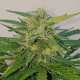 Auto Blueberry Cheesecake - FEMALE SEEDS | TanieSianie.pl