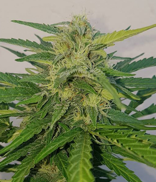 Auto Blueberry Cheesecake - FEMALE SEEDS | TanieSianie.pl