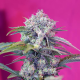 Cream Mandarine Auto - SWEET SEEDS | TanieSianie.pl