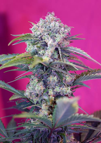 Cream Mandarine Auto - SWEET SEEDS | TanieSianie.pl
