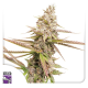 Strawberry Cookies - Super Sativa Seed Club | TanieSianie.pl
