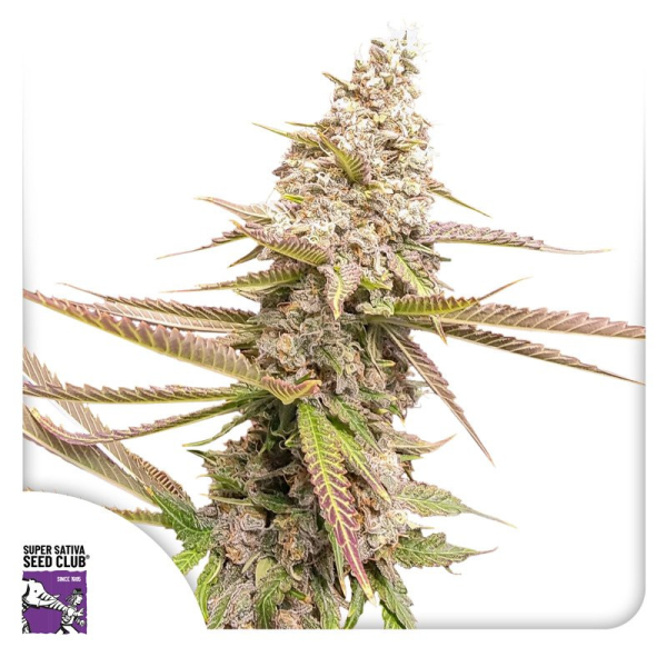 Strawberry Cookies - Super Sativa Seed Club | TanieSianie.pl