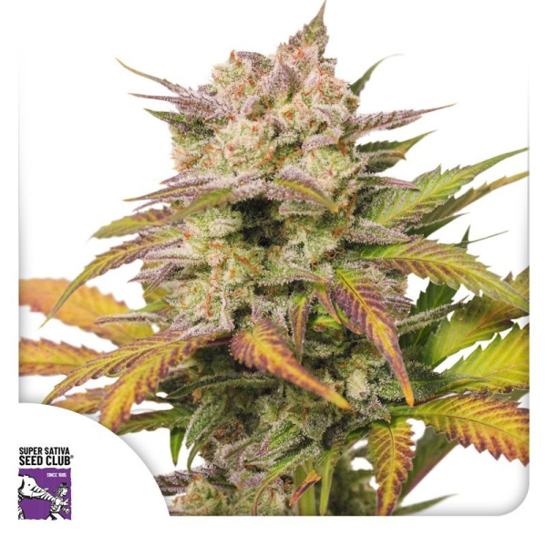 Auto Sweet Bourbon Kush - Super Sativa Seed Club | TanieSianie.pl