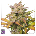 Auto Sweet Bourbon Kush - Super Sativa Seed Club