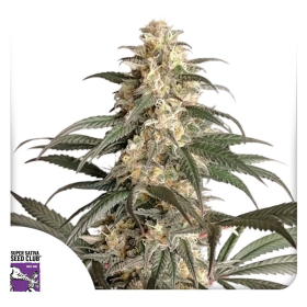 Black Lebanon - Super Sativa Seed Club | TanieSianie.pl