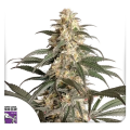 Black Lebanon - Super Sativa Seed Club