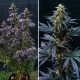 Black Lebanon - Super Sativa Seed Club | TanieSianie.pl