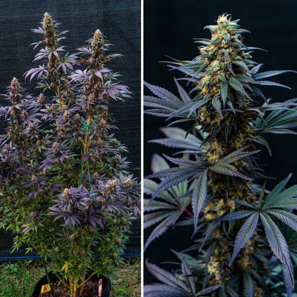 Black Lebanon - Super Sativa Seed Club | TanieSianie.pl
