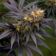 Black Lebanon - Super Sativa Seed Club | TanieSianie.pl