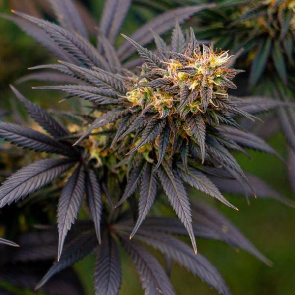 Black Lebanon - Super Sativa Seed Club | TanieSianie.pl