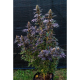 Black Lebanon - Super Sativa Seed Club | TanieSianie.pl
