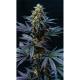 Black Lebanon - Super Sativa Seed Club | TanieSianie.pl